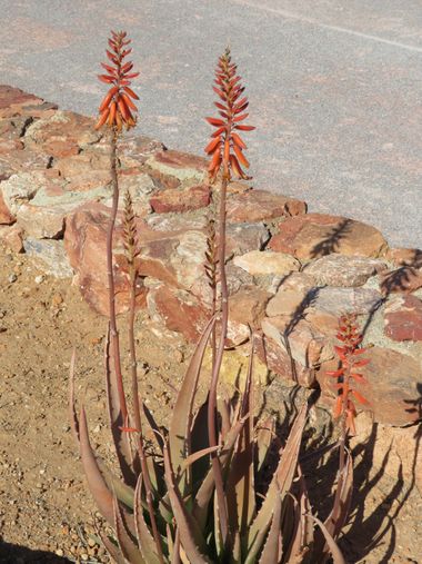 Solerantonio2 en Hamelin: Flora  (Almería), Planta