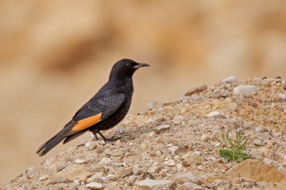 Ignicapillus en Hamelin: Fauna  (Area C), Onychognathus tristramii (P.L.Sclater, 1858), Estornino de Tristram

Esta especie solo se puede hallar a lo largo...
