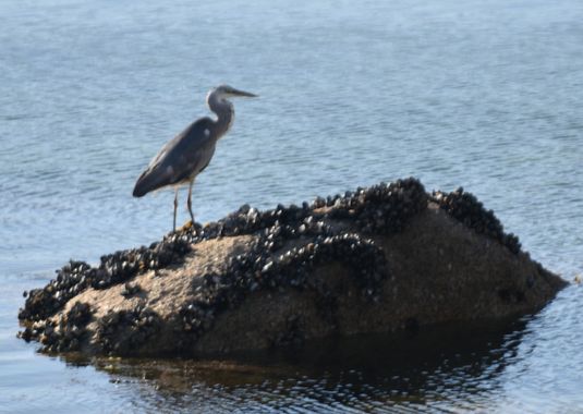 Solerantonio2 en Hamelin: Fauna  (Arrecife de las Sirenas), Ardea cinerea Linnaeus, 1758, Ave