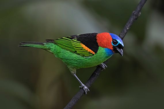 Ignicapillus en Hamelin: Fauna  (Ubatuba), Tangara cyanocephala (P.L.S.Müller, 1776), Tangara militar

Como durante miles de años, y hasta fecha muy recien...