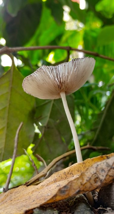 Michael_vinasco en Hamelin: Observación  (Ansermanuevo), #fungi #flora 