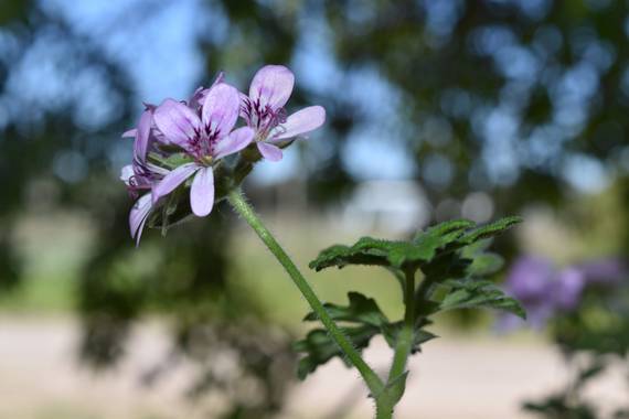 natimckz en Hamelin: Flora  (Las Grutas), Pelargonium graveolens, #flora21 #citronella #necochea 