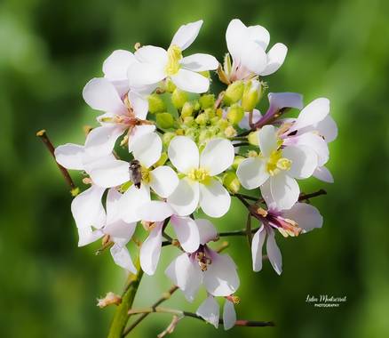Lidia en Hamelin: Flora  (Villafranca de Ebro), Diplotaxis erucoides, Casi huele a primavera

#flores
#hamelin
#flora21 