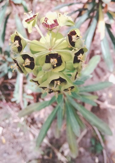 Solerantonio2 en Hamelin: Flora  (Almería), Euphorbia characias, Planta