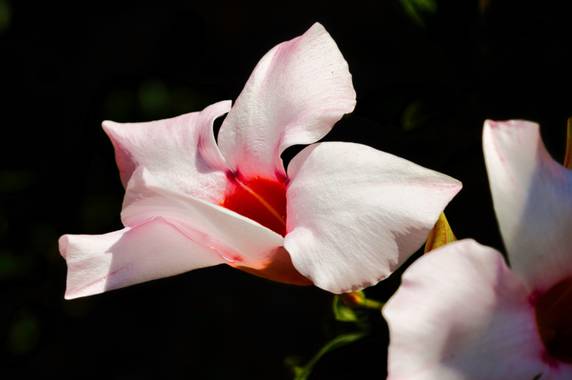 ralphlagarillo en Hamelin: Flora  (Málaga), #hamelinmacro21 
