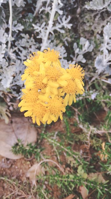 Solerantonio2 en Hamelin: Flora  (Almería), Jacobaea maritima, Planta