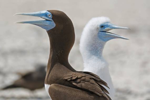 Ignicapillus en Hamelin: Fauna  (Australia), Sula leucogaster (Boddaert, 1783), Piquero pardo con pollo

Desconocido en el Mediterráneo y en las costas atl...
