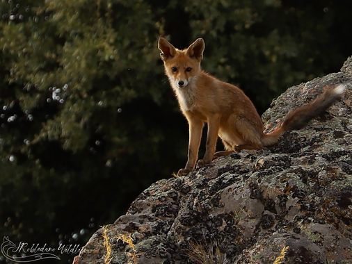 Juanan Robledano Gómez-Elegido  en Hamelin: Fauna  (Palazuelos de Eresma), Zorro rojo - Vulpes vulpes (Linnaeus, 1758), #zorrorojo #zorro #vulpesvulpes #re...