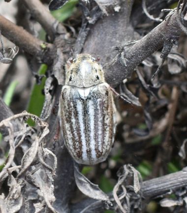 Solerantonio2 en Hamelin: Fauna  (El Pocico), Insecto