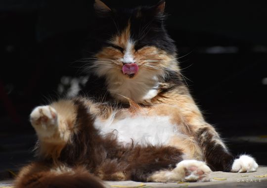 photographsolivia.gazale en Hamelin: Fauna  (Los Álamos), #mamiferos #hamelin #cats #gatos #vidadegatos #catslife #photos #fotos 
