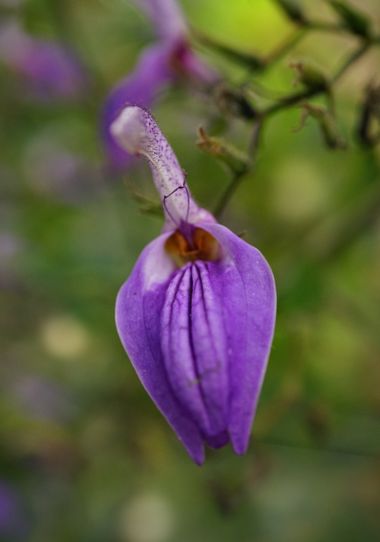 rqsalcedo en Hamelin: Flora  (Güímar), Brillantaisia owariensis, #flora22 