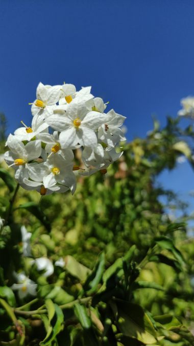 Madd en Hamelin: Flora  (El Tiemblo), Solanum laxum, #flora21 #floraespaña #flor 