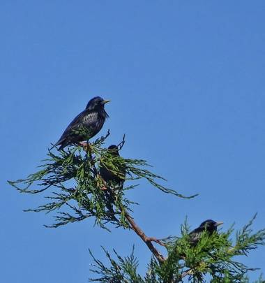Mivilor68 en Hamelin: Fauna  (Ponferrada), Estorninos tomando el sol
#paparazziaves 
#estorninos 
#pajarossilvestres 