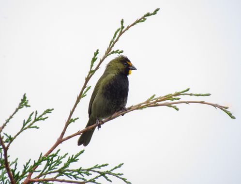 Lgomezr en Hamelin: Fauna  (Marinilla), Tiaris olivaceus (Linnaeus, 1766), #aves #colombia #antioquia 