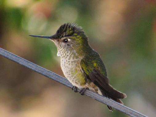 Montserrat en Hamelin: Fauna  (Melipilla), Sephanoides sephaniodes (Lesson, 1827), Picaflor Chico 