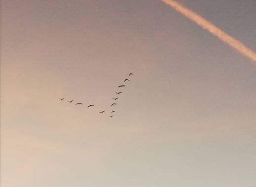 VickyOnTheRocks en Hamelin: Fauna  (Liria), #garzas #miscaminatas #V #aves #retirada #cielo #skylover #miratucielo