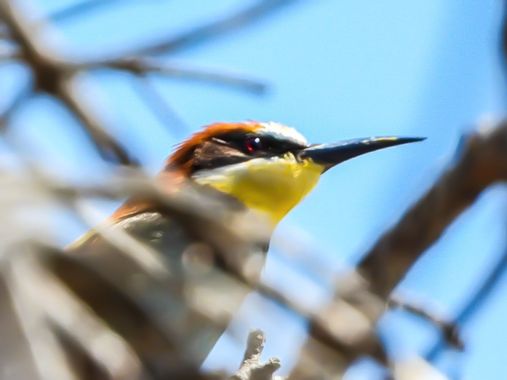 ARTURO  en Hamelin: Fauna  (Odèn), Merops apiaster Linnaeus, 1758, #abejaruco 