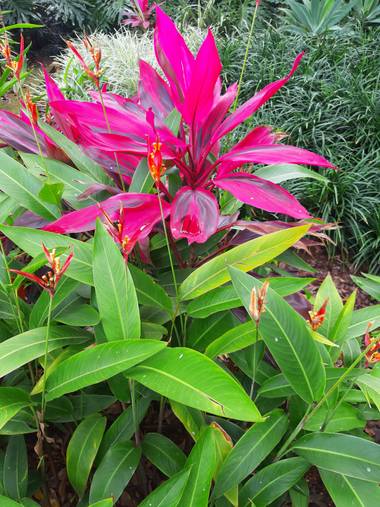 Camisi1812 en Hamelin: Flora  (La Candelaria), #flor 
