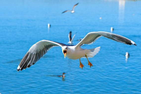 Ninigabi en Hamelin: Fauna  (Isla Cristina), Larus michahellis michahellis, #gaviotamarcandoterritorio