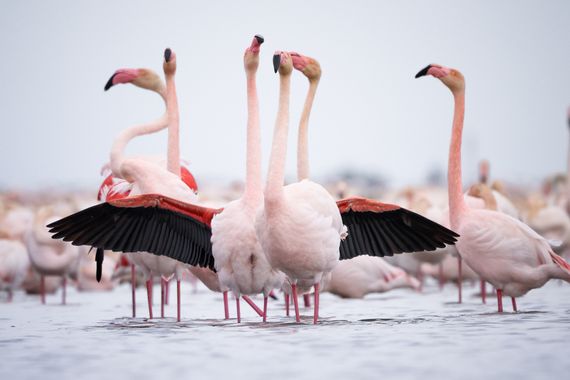 Eritz.cortazar en Hamelin: Fauna  (Montsià), Phoenicopterus roseus Pallas, 1811, Flamenco 
.
.
.
 #avesv