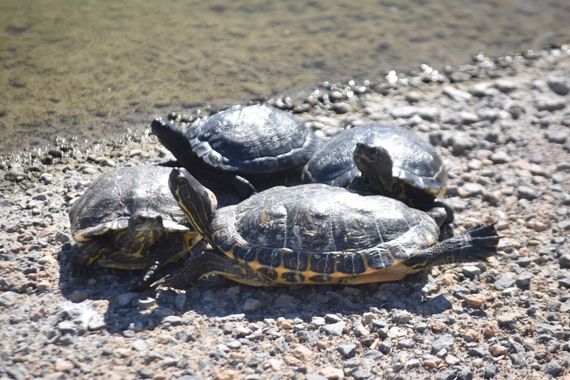 Solerantonio2 en Hamelin: Fauna  (Almeria), Reptil