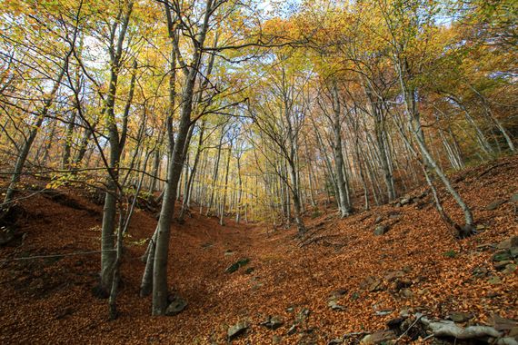 david en Hamelin: Paisaje  (Montseny), #apfb Paisaje otoñal en el Macizo del Montseny / Cataluña. Cuando la naturaleza nos regala sus últimos colores, sema...
