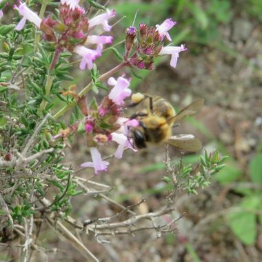 Solerantonio2 en Hamelin: Fauna  (Níjar), Insecto