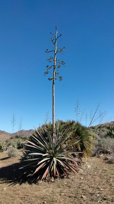 Solerantonio2 en Hamelin: Flora  (Níjar), Planta