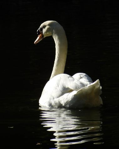 Javi Baron  en Hamelin: Fauna  (Sevilla), Cygnus olor (Gmelin, 1789), #cisne blanco en el Parque de María Luisa, en Sevilla. #aves #swan 