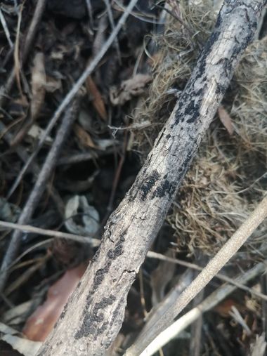 pamolivares en Hamelin: Observación, #liquen #lichen 