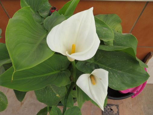 Solerantonio2 en Hamelin: Flora  (Almería), Zantedeschia aethiopica, Planta