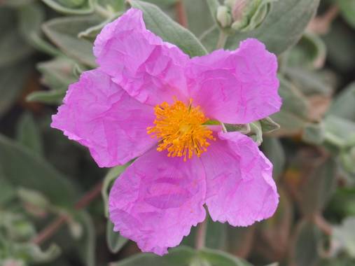 Lorenzo.coronado en Hamelin: Flora  (Sitges), Cistus albidus, Parc Natural del Garraf
