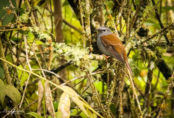 sinisterra2009 en Hamelin: Fauna, Myadestes ralloides (Orbigny, 1840), 21/02/2021
Solitario andino 
(Myadestes ralloides)
Colombia Valle del Cauca 
#Aves2...