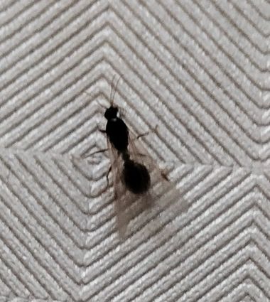 Solerantonio2 en Hamelin: Fauna  (Níjar), Insecto