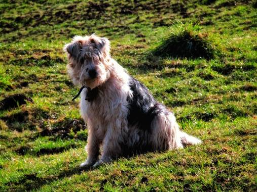 mariale en Hamelin: Fauna, #Asturias 