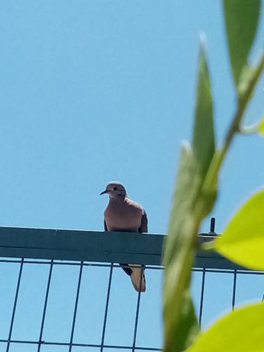 Amara Strange en Hamelin: Fauna, Zenaida auriculata (Des Murs, 1847), 
#TórtolaChilena
#fauna_urbana 