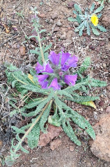 Solerantonio2 en Hamelin: Flora  (Níjar), Planta