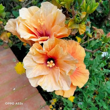 Solerantonio2 en Hamelin: Flora  (Almería), Hibiscus rosa-sinensis, Planta