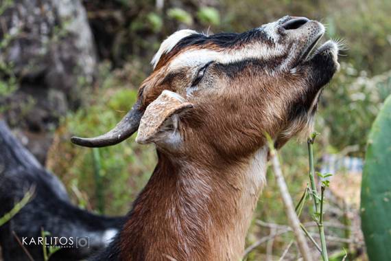Karlitos_photo en Hamelin: Fauna  (Santa Cruz de Tenerife), #cabra #nature 