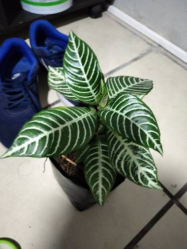 Rebrebe19 en Hamelin: Flora, Aphelandra squarrosa, Qjfjfbnf