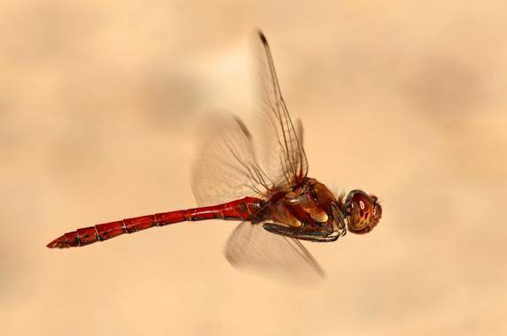 Ignicapillus en Hamelin: Fauna  (Bardenas Reales), ¡En vuelo!

A mediados de Octubre (2012) en las Bardenas reales (Navarra), unas copiosas lluvias habían ...