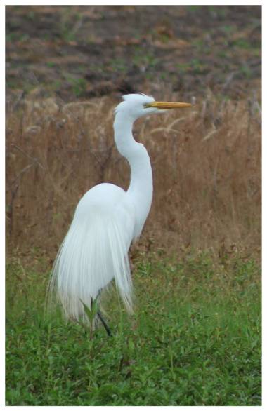 silviosarco en Hamelin: Fauna  (Los Toldos), Ardea alba Linnaeus, 1758, #Garzablanca #avessilvestres #avesdelostoldos #ennuestraslagunas nosolohayagua
