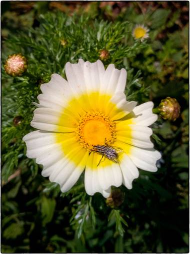 Breogan654 en Hamelin: Flora  (Benissa), Glebionis coronaria, Flor con visitante. 