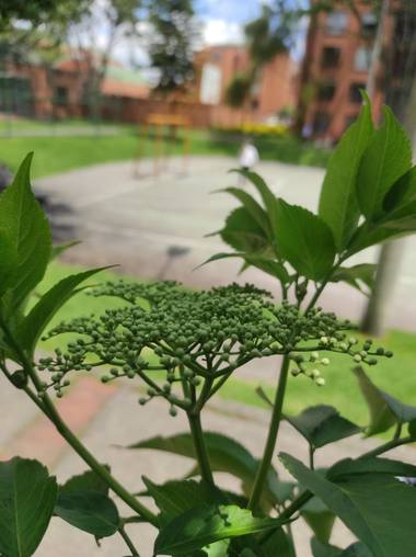 Zaynab en Hamelin: Flora  (Bogotá, D.C.), Pequeñas colonias