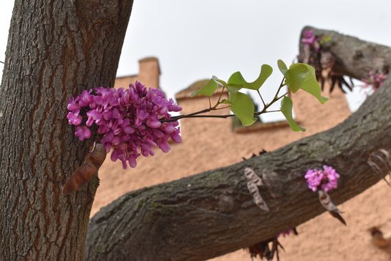 Solerantonio2 en Hamelin: Flora  (Láchar), Cercis siliquastrum, Planta