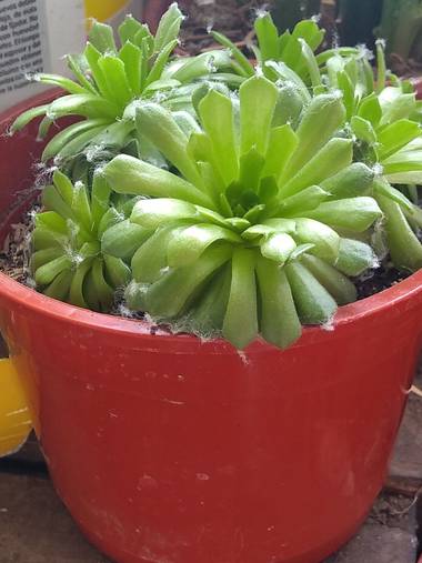 GrachuV. en Hamelin: Flora, Verdes..!!!