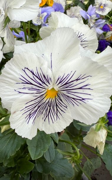 Eudimer20 en Hamelin: Flora, #flora 