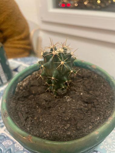 Naiete_correia en Hamelin: Flora  (Plaça de Patraix), #cactus 