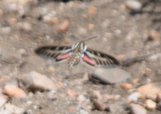Solerantonio2 en Hamelin: Fauna  (Cabo de Gata), Insecto