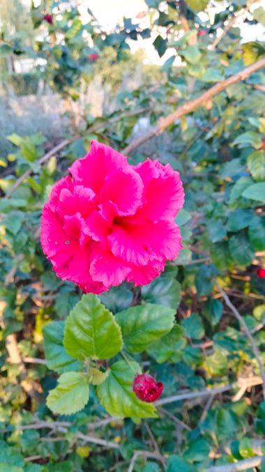 Solerantonio2 en Hamelin: Flora  (Almería), Hibiscus rosa-sinensis, Planta